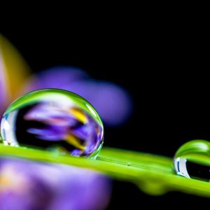 gotas de agua reposan encima de una hoja