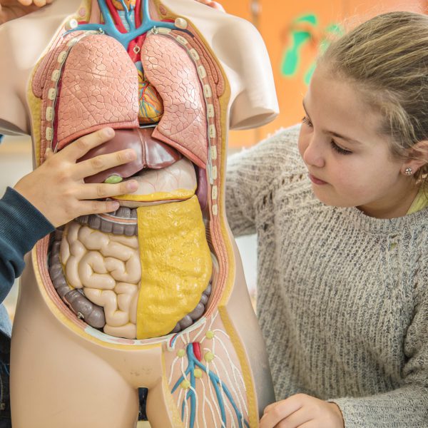 niña mira una maquesta del cuerpo humano donde se pueden ver los órganos