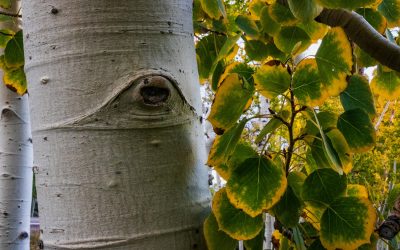 Pando, el gegant invisible de Utah